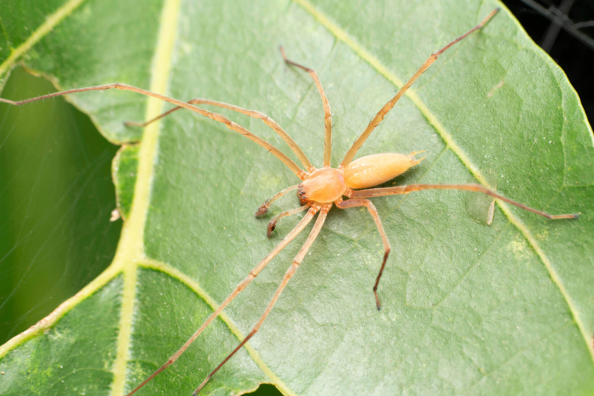 Vermont Spider Control Get Rid of Spiders in VT