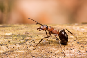 Common New England ant - Treat ants with Waltham Pest Services