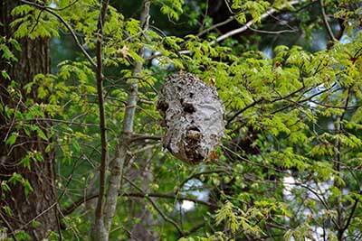 bees, wasps, hornets, yellow jackets nests