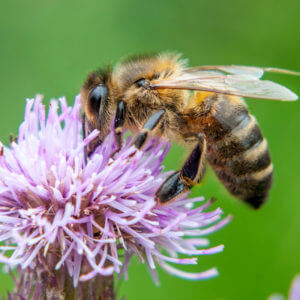 Image of a bee in a purple flower