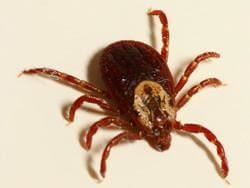 picture of a black-legged tick