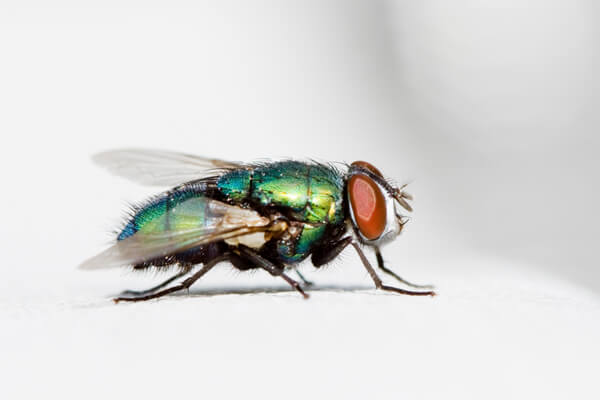 image of a blow fly