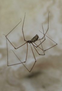 Common cellar spider