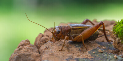 picture of a cricket