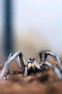 Wolf Spider