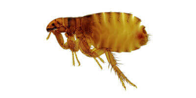 picture of a flea