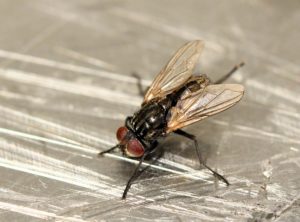 New England house Fly - Waltham Pest Services can help you control the flies in your home