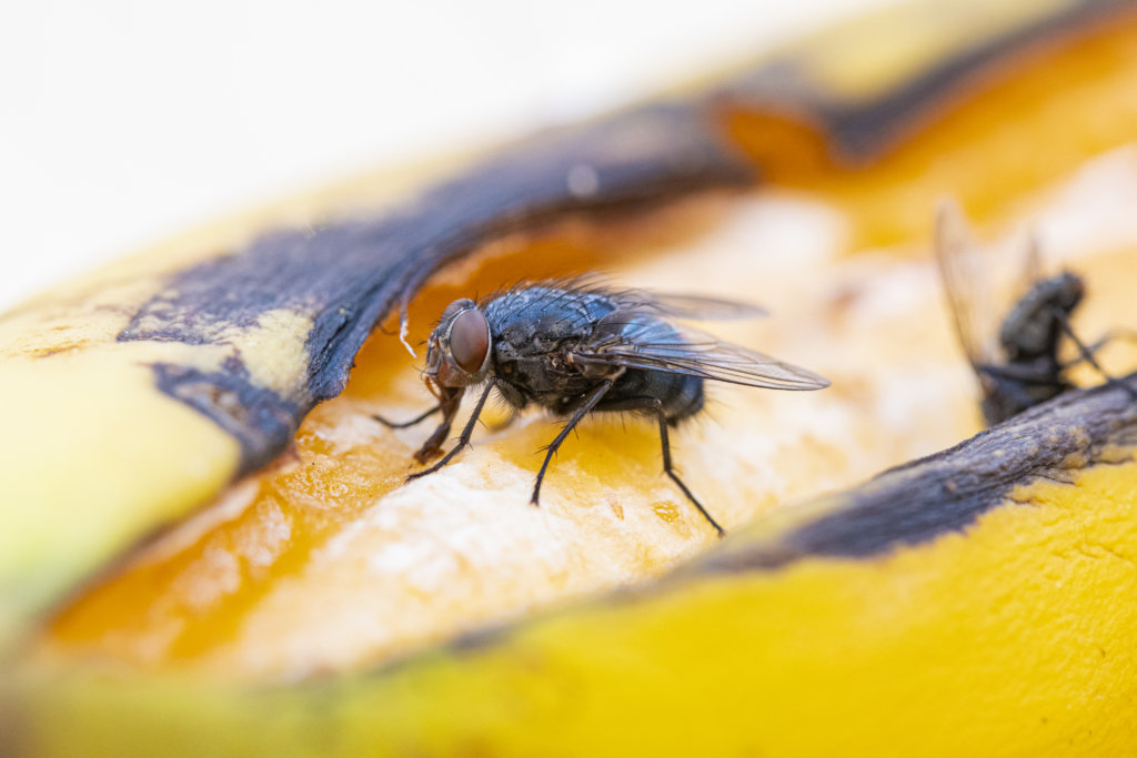 fly eating a rotting banana