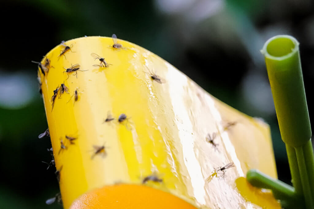 gnats on a fly sticky strip