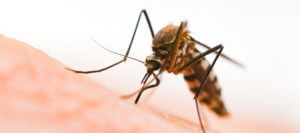 Close up photo of a mosquito