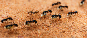 Colony of Ants - Get rid of ants in your home with Waltham Pest Services