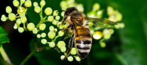 Bee pollinating a yellow flower