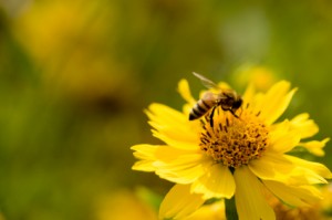 Picture of a honey bee on a yellow flower