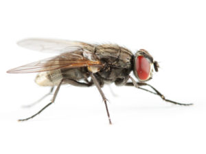 Side view of a house fly