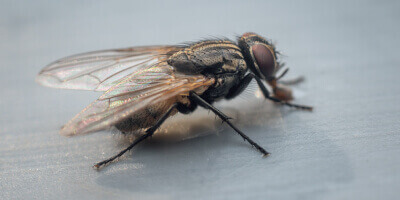 picture of a house fly