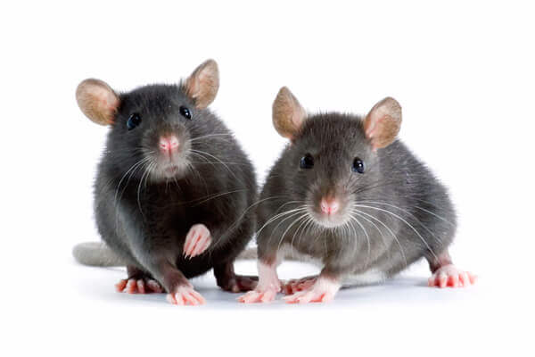 picture of rats