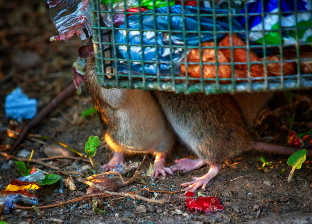 rats attracted to open garbages because of the smells
