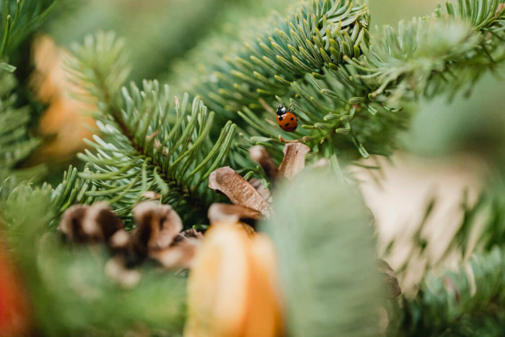 lady bug on christmas tree