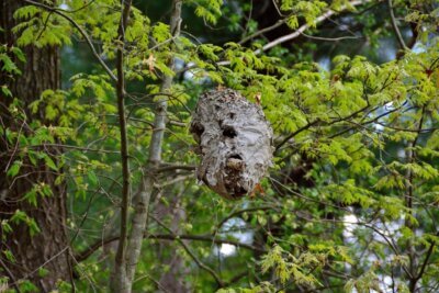 nest up high in a tree