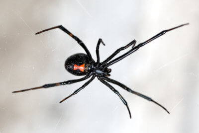 How do I get rid of Black Widow Spiders?