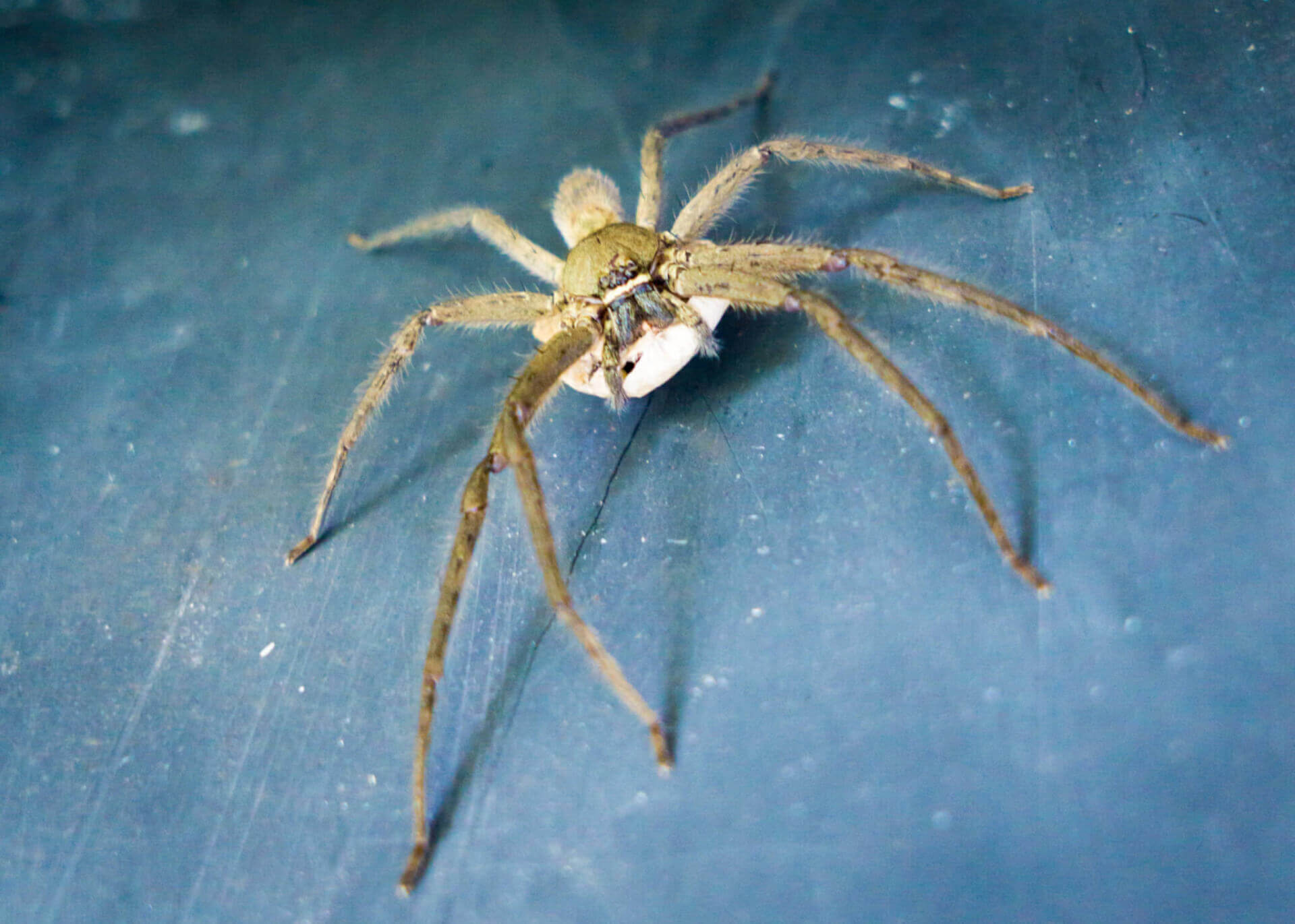 First Spring Spider Spider Season – Is It Every Season? - Waltham Pest Services