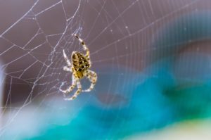 Orb Weaver Spider