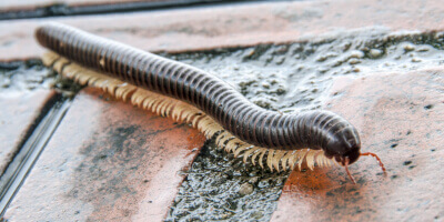 picture of a millipede