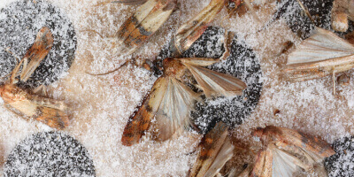 Let's Chat About Pantry Moths In Dallas