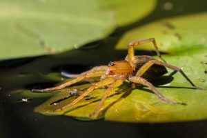 Fishing Spider on the water