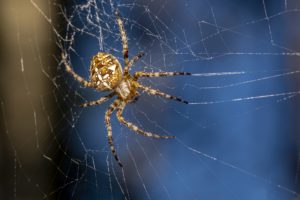 Large Orb Weaver Spider