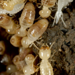 picture of termites ants vs termites