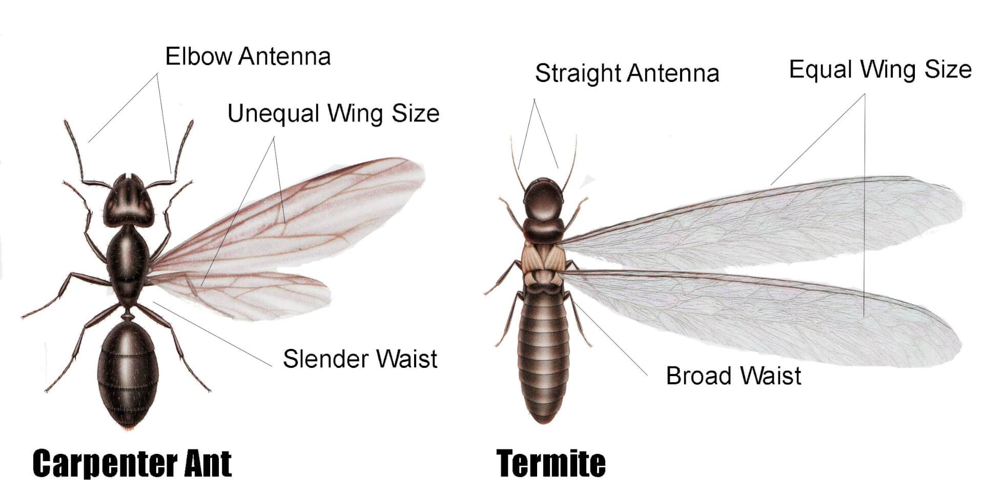 picture showing differences between a termite and a carpenter ant
