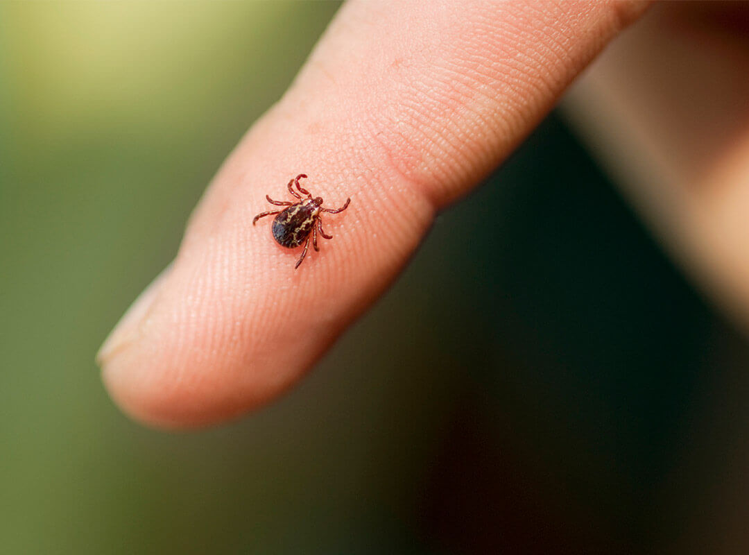 are dog ticks bad for humans