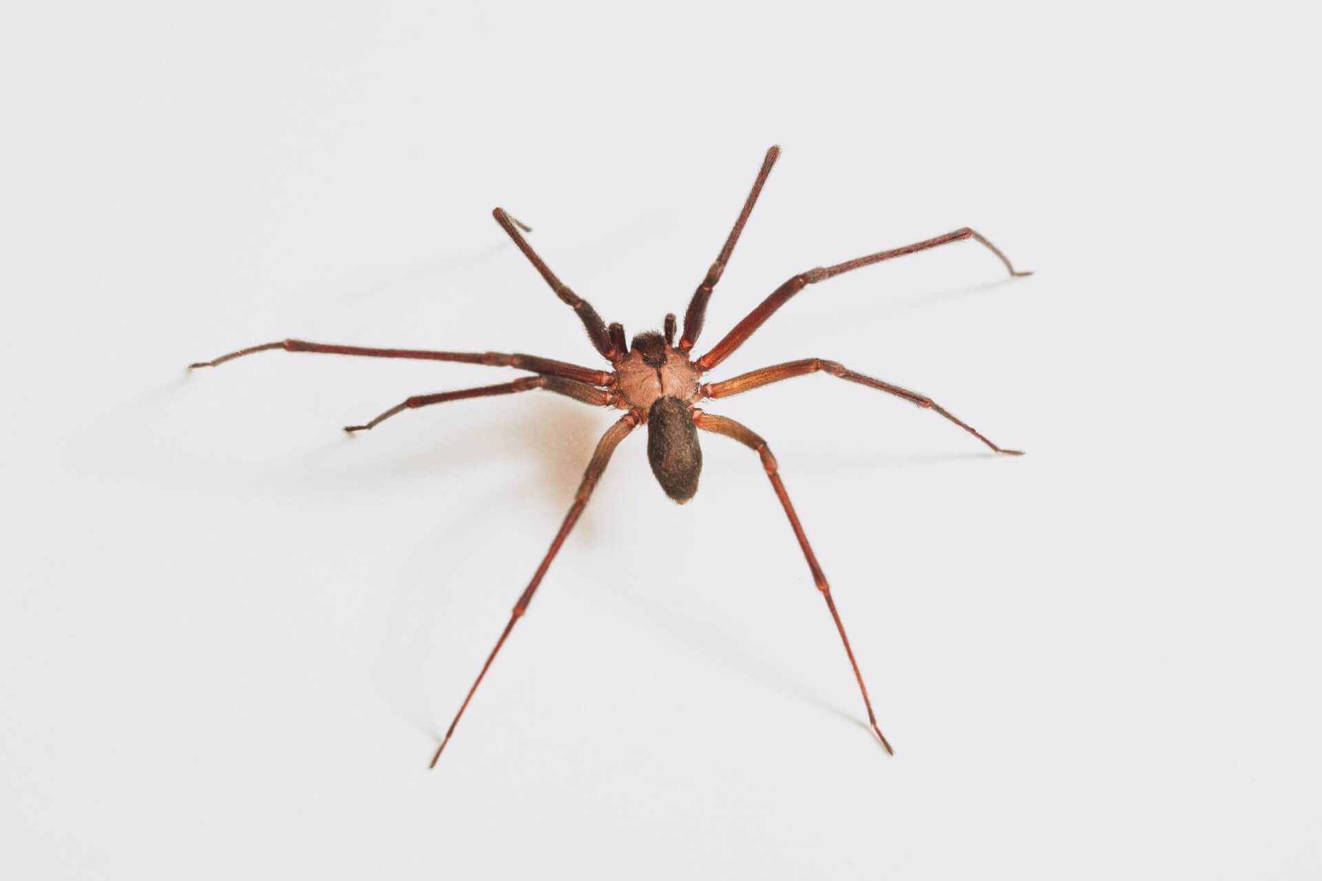 470+ Brown Spider Striped Legs Stock Photos, Pictures & Royalty