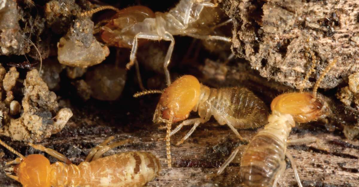 closeup photo of termites inside wood