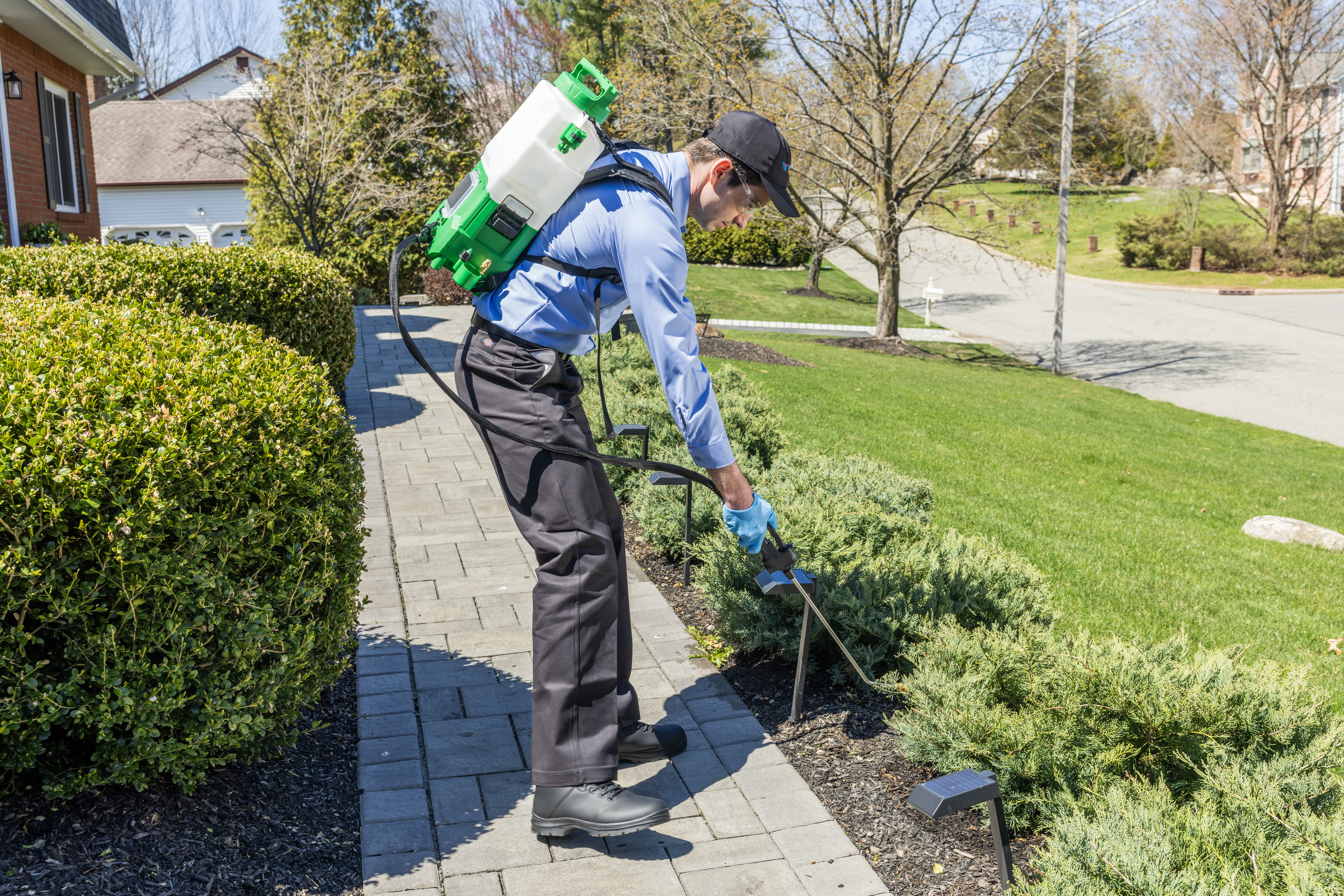 Western Pest How We Get Rid Of Ants