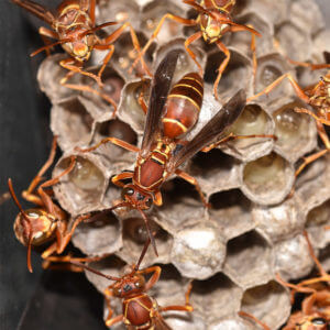 Wasp colony with queen